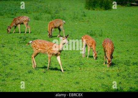 Sika Rotwild, zahm Sika Hirsche, zahmes Rotwild (Cervus Nippon), grasen auf einer Wiese Stockfoto