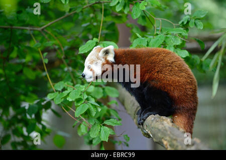 kleinere Panda, roter Panda (Ailurus Fulgens), stehend auf einem Ast Stockfoto