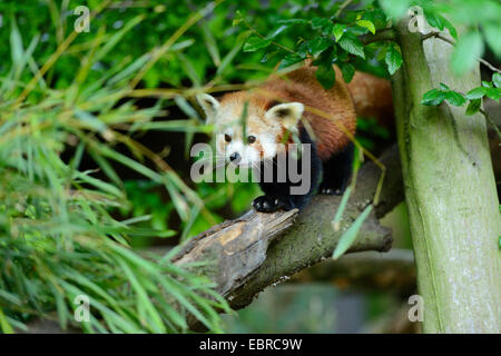 kleinere Panda, roter Panda (Ailurus Fulgens), stehend auf einem Ast Stockfoto