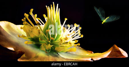 schwarze Nieswurz (Helleborus Niger), Insekt nähert sich Blume, Deutschland Stockfoto