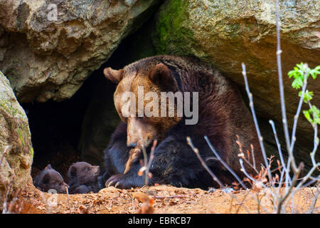 Europäischer Braunbär (Ursus Arctos Arctos), braune Bearess mit ihren zwei Bärenjungen vor die Höhle, Deutschland, Bayern, Nationalpark Bayerischer Wald Stockfoto