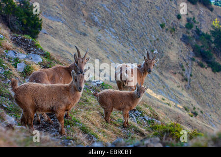 Alpensteinbock (Capra Ibex, Capra Ibex Ibex), eine Packung von weiblichen bedeutet Änderung der Pelz, der Schweiz, Toggenburg, Churfirsten Stockfoto