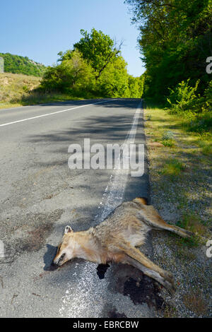 Goldschakal (Canis Aureus), überfahren Goldschakal am Straßenrand, Bulgarien, Biosphaerenreservat Ropotamo