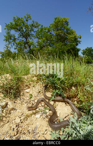 Große Peitsche Schlange, Kaspischen Whipsnake (Dolichophis Caspius, Coluber Caspius, Hierophis Caspius), an einem Hang, Bulgarien Melnik Stockfoto