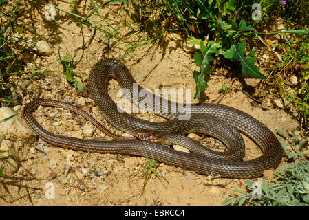 Große Peitsche Schlange, Kaspischen Whipsnake (Dolichophis Caspius, Coluber Caspius, Hierophis Caspius), an einem Hang, Bulgarien Melnik Stockfoto