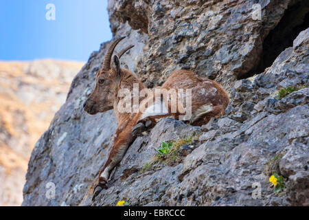 Alpensteinbock (Capra Ibex, Capra Ibex Ibex), eine Frau ruht auf einem Felsvorsprung und blickte, Schweiz, Toggenburg, Churfirsten Stockfoto