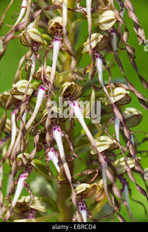 Eidechse Orchidee (Himantoglossum Hircinum), Blütenstand, detail, Deutschland, Bayern, Magerrasen Stockfoto