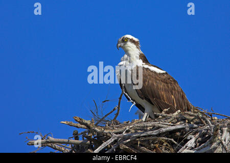 Fischadler, Habicht Fisch (Pandion Haliaetus), Vogel sitzt im Nest, USA, Florida, Pine Island Stockfoto