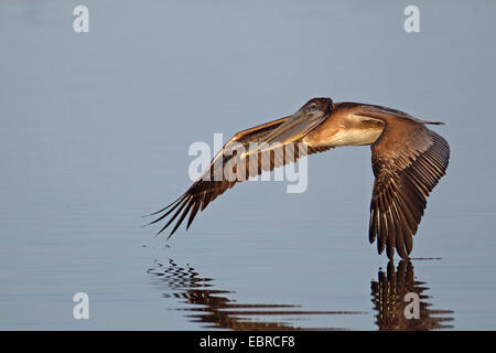 brauner Pelikan (Pelecanus Occidentalis), fliegt juvenile Vögel über dem Wasser, USA, Florida, Sanibel Island Stockfoto