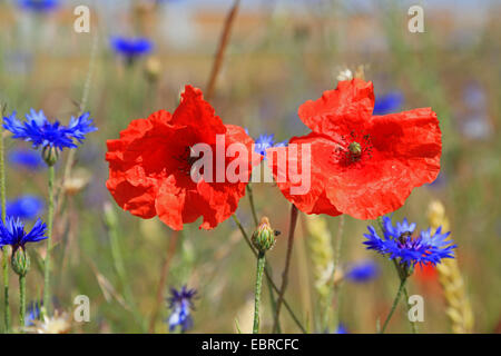 Schaltfläche "Bachelor's", Zusammenarbeit, Kornblume (Centaurea Cyanus), Mohn und Kornblume, Deutschland Stockfoto