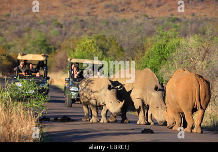 Breitmaulnashorn, Quadrat-lippige Nashorn Rhinoceros (Ceratotherium Simum), grass Nashörner auf der Straße stehen und stoppen Verkehr, Südafrika, North West Province, Pilanesberg Nationalpark Stockfoto