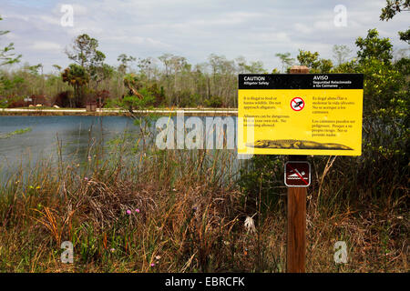 Amerikanischer Alligator (Alligator Mississippiensis), Warnung Label für Alligatoren, USA, Florida, Big Cypress National Park Stockfoto