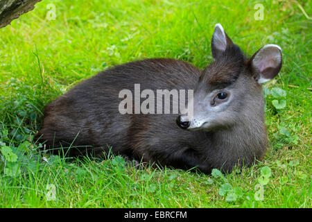 Büschelige Rotwild (Elaphodus Cephalophus), Jungtier in einer Wiese liegen Stockfoto