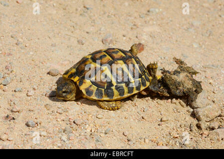 Hermanns Schildkröte, Griechische Schildkröte (Testudo Hermanni), auf einem Feld Pfad Kocked über griechische Schildkröte, Frankreich, Corsica Stockfoto