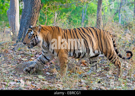 Bengal-Tiger (Panthera Tigris Tigris), zu Fuß auf einem Wald Rand, Indien, Kanha Nationalpark Stockfoto