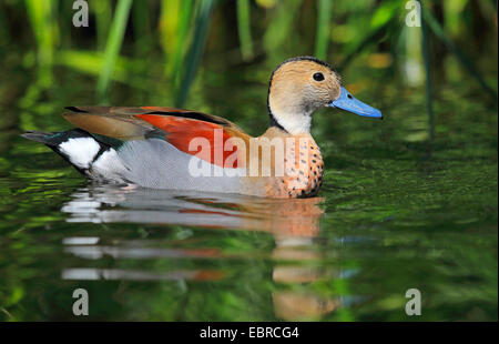 beringt/Petrol (Callonetta Leucophrys), Drake Stockfoto