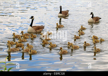 Kanadagans (Branta Canadensis), Kanadagans mit Gänsel auf Wasser, Deutschland Stockfoto