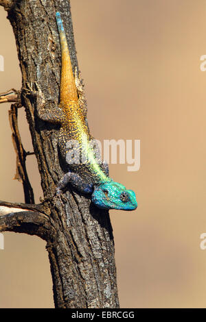 Blau-throated Agama (Agama Atricollis, Stellio Atricollis), Sonnenbaden an einem Baum, Südafrika, North West Province, Pilanesberg Nationalpark Stockfoto