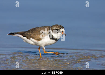 Semi-palmated-Regenpfeifer (Charadrius Semipalmatus), sucht nach Nahrung am Ufer, USA, Florida, Fort De Soto Stockfoto