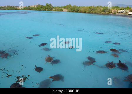 Afrikanische Softshell Schildkröte, Nil Softshell Schildkröte (Trionyx Triunguis), Softshell Schildkröten schwimmen in der Lagune von Dalaman, Lykien, Dalaman, Mugla, Türkei Stockfoto