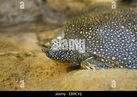 Afrikanische Softshell Schildkröte, Nil Softshell Schildkröte (Trionyx Triunguis), junge afrikanische Softshell Schildkröte, Porträt, Lykien, Dalyan, Mugla, Türkei Stockfoto