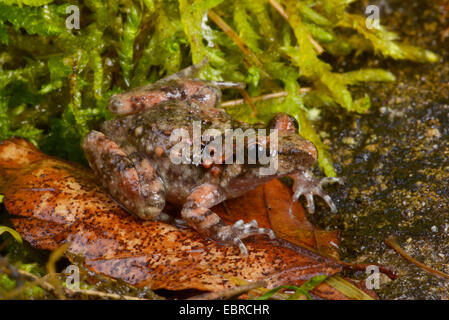 Korsische gemalt Frosch (Discoglossus Montalentii), juvenile auf einem Stein, Frankreich, Corsica Stockfoto