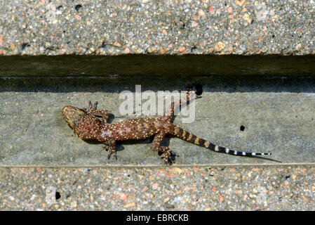 Türkische Gecko, mediterrane Gecko (Hemidactylus Turcicus), Jungtier mit juveniler Färbung sitzt eng an eine Betonbrücke, Frankreich, Corsica Stockfoto