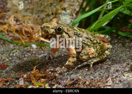 Tyrrhenischen gemalt Frosch (Discoglossus Sardus), juvenile, Frankreich, Corsica Stockfoto