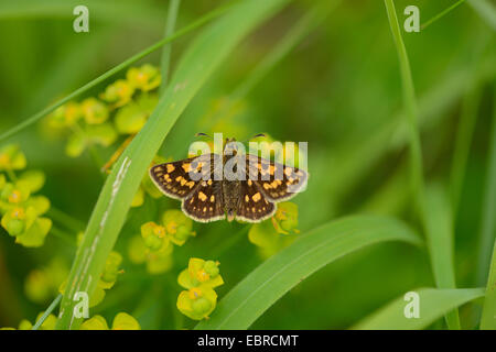 karierte Skipper (Carterocephalus Palaemon), Euphorbia, Deutschland, Bayern Stockfoto