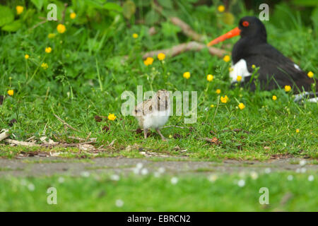 Paläarktis Austernfischer (Haematopus Ostralegus), Küken auf das Futter auf der Rückseite ein Erwachsener, Deutschland, Niedersachsen, Norderney Stockfoto