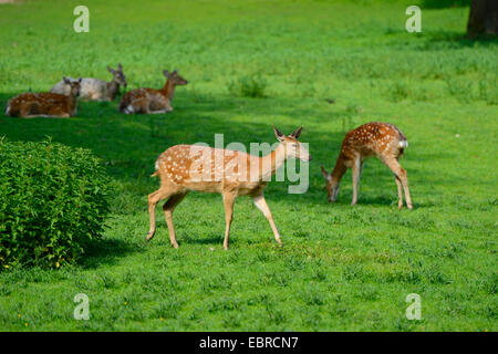 Sika Rotwild, zahm Sika Hirsche, zahmes Rotwild (Cervus Nippon), grasen auf einer Wiese Stockfoto