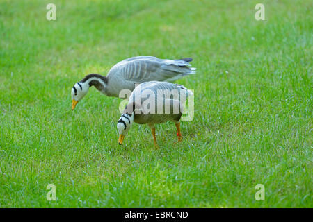 unter der Leitung von Bar Gans (Anser Indicus), zwei Bar-vorangegangene Gänse auf den Feed auf einer Wiese Stockfoto