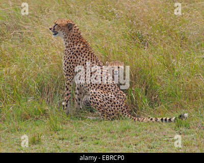 Gepard (Acinonyx Jubatus), sitzen im Rasen mit ihren Welpen, Kenia, Masai Mara Nationalpark Stockfoto