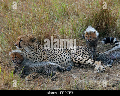 Gepard (Acinonyx Jubatus), weibliche Welpen ruhen, Kenia, Masai Mara Nationalpark Stockfoto