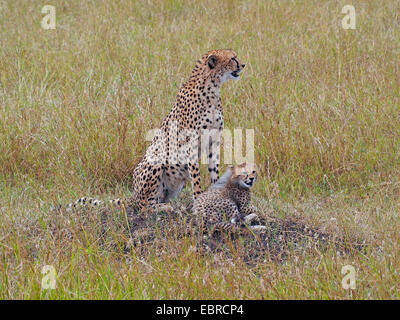 Gepard (Acinonyx Jubatus), sitzen im Rasen mit ihren Welpen, Kenia, Masai Mara Nationalpark Stockfoto