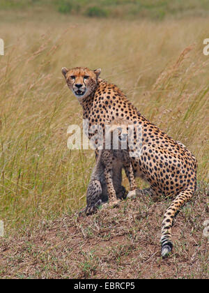 Gepard (Acinonyx Jubatus), sitzen im Rasen mit ihren Welpen, Kenia, Masai Mara Nationalpark Stockfoto