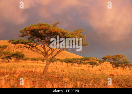 Abendstimmung in der afrikanischen Savanne nach einem Gewitter, Südafrika, Kgaswane Mountain Reserve Stockfoto