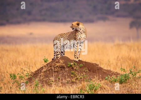 Gepard (Acinonyx Jubatus), auf einem Hügel umzusehen, Tansania, Serengeti Nationalpark Stockfoto