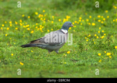 Ringeltaube (Columba Palumbus), zu Fuß in ein Löwenzahn Wiese, Deutschland, Niedersachsen, Norderney Stockfoto