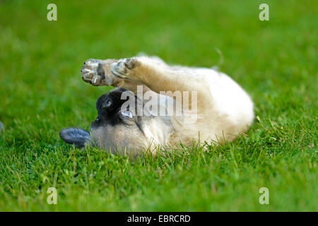 Mops (Canis Lupus F. Familiaris), Welpe, liegend auf dem Rücken auf einer Wiese und spielt mit den Pfoten, Deutschland Stockfoto