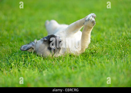 Mops (Canis Lupus F. Familiaris), Welpe, liegend auf dem Rücken auf einer Wiese und spielt mit den Pfoten, Deutschland Stockfoto