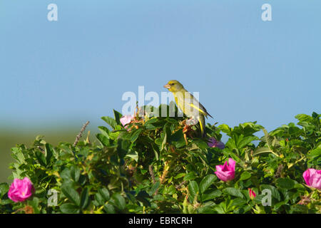 westlichen Grünfink (Zuchtjahr Chloris), sitzt auf einem Ramanas rose und singen, Deutschland, Niedersachsen, Norderney Stockfoto