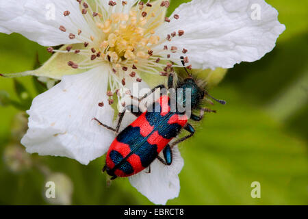 Biene-Käfer, Biene Wolf (Trichodes Apiarius), sitzt auf einer Blume, Deutschland Stockfoto