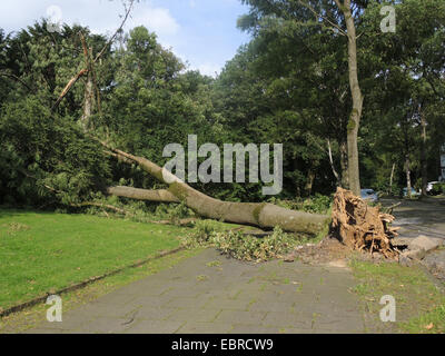 gemeine Esche, europäischer Esche (Fraxinus Excelsior), verwüsteten Stadt Park Bochum durch umgestürzte Bäume und abgebrochene Äste, Sturmtief Ela am 2014-06-09, Bochum, Ruhrgebiet, Nordrhein-Westfalen, Deutschland Stockfoto