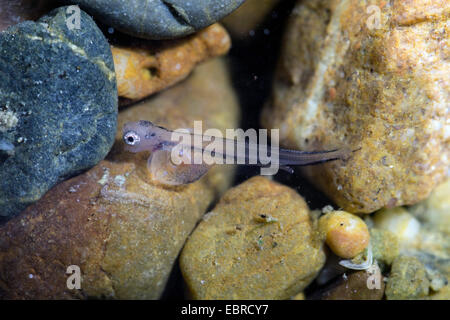 Äsche (Thymallus Thymallus), Dottersack Larven auf dem Boden, Deutschland Stockfoto