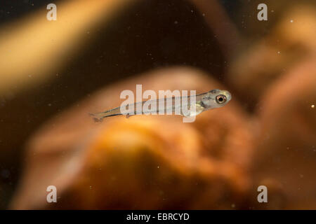 Äsche (Thymallus Thymallus), Schwimmen Larve, Deutschland Stockfoto