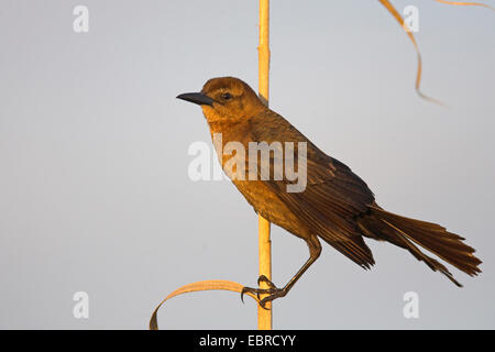 Boot-angebundene Grackle (Quiscalus großen), Frau sitzt am Stamm, USA, Florida, Everglades Nationalpark Stockfoto