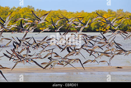 Schwarz-Skimmer (Rynchops Niger), Herde, USA, Florida fliegen Stockfoto