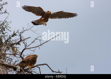 Eurasian Kestrel, Old World Turmfalke, Turmfalken (Falco Tinnunculus), Europäische Turmfalke, paar in seinem Ausblick, Spanien, Balearen, Mallorca Stockfoto