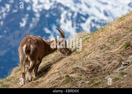 Alpensteinbock (Capra Ibex, Capra Ibex Ibex), weibliche Feeds frische alpine Rasen an einem Hang, der Schweiz, Toggenburg, Chaeserrugg Stockfoto